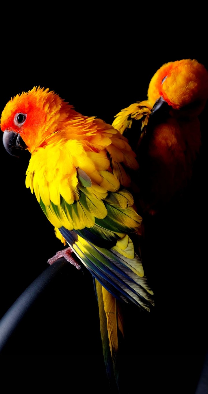 the parrot
