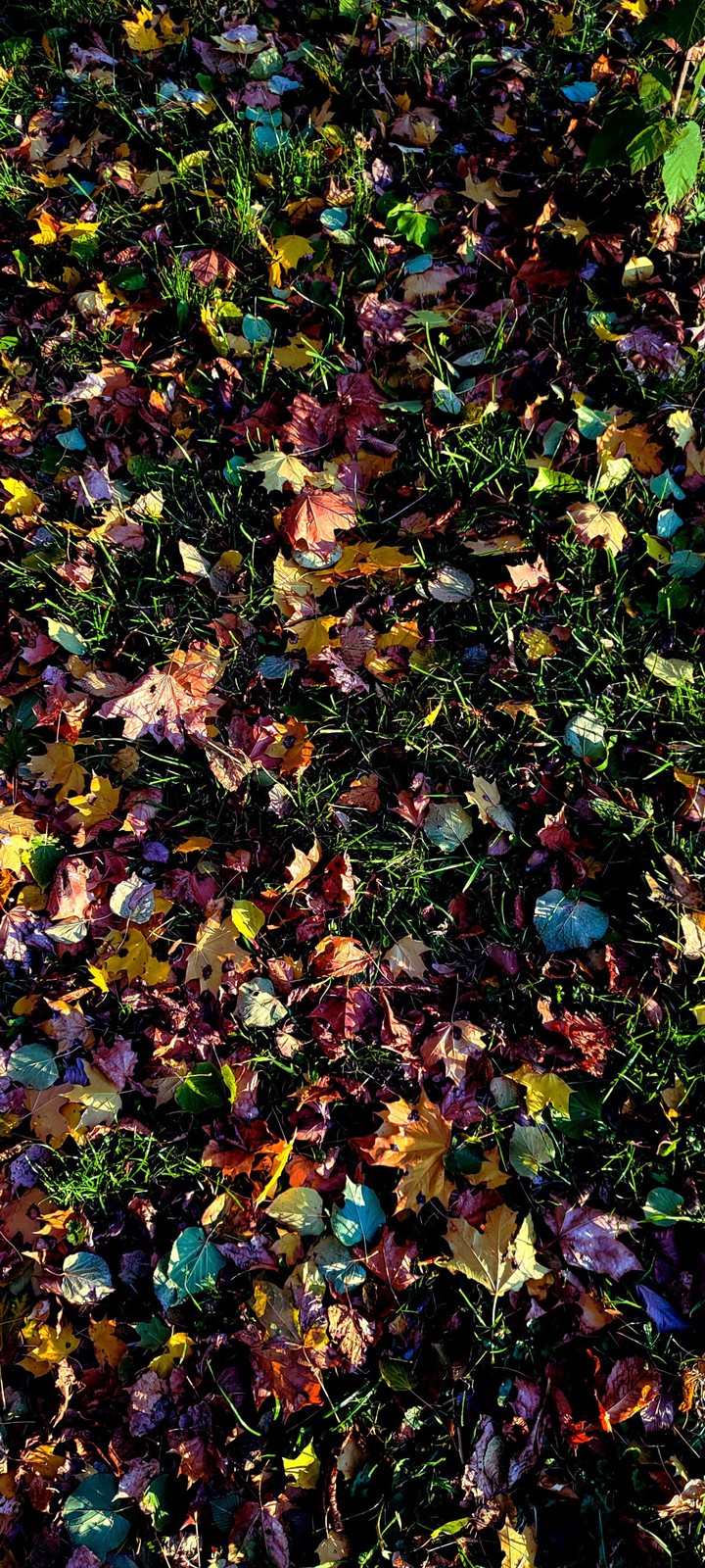 Colours of autumn 2021