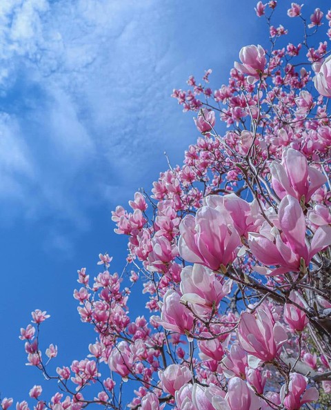 #Blossoms of Spring