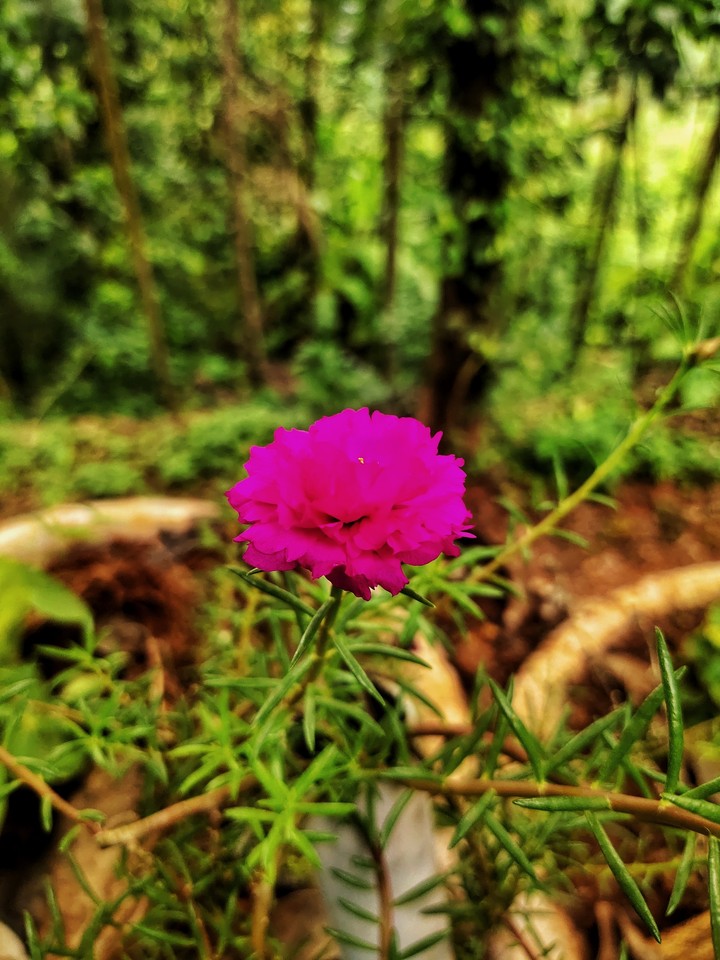 flower
