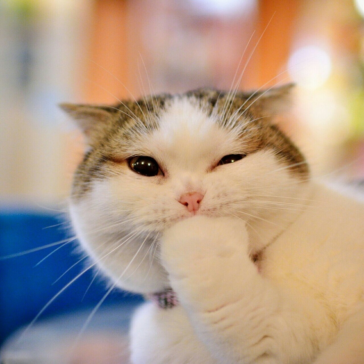 Kitty