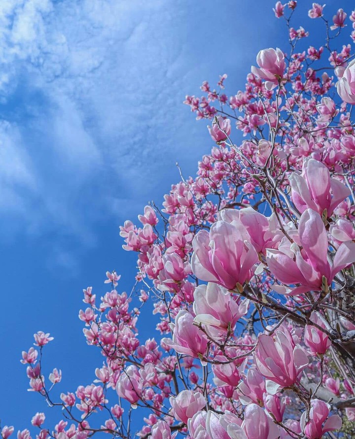 #Blossoms of Spring