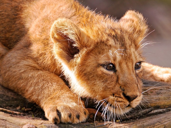 Young Lion