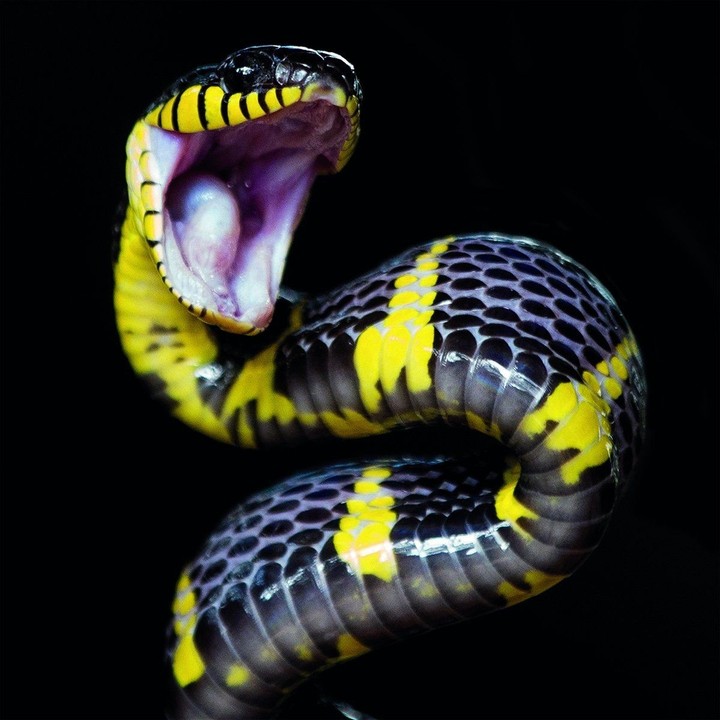 Snake