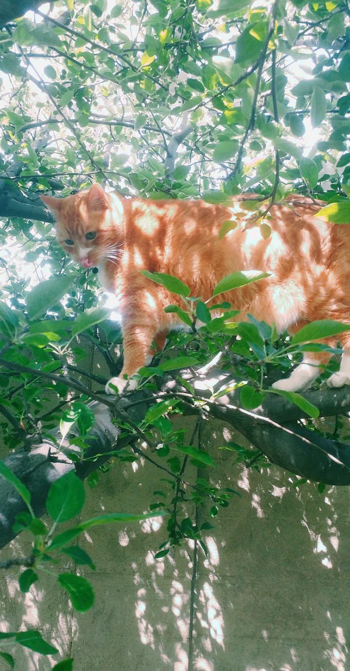 Orange cat in apple tree