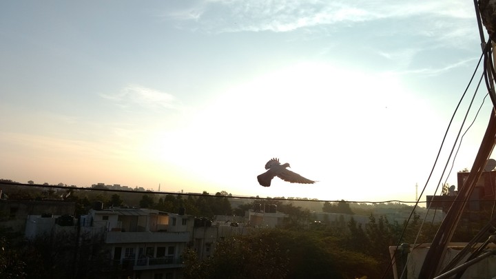 Flying across the horizon