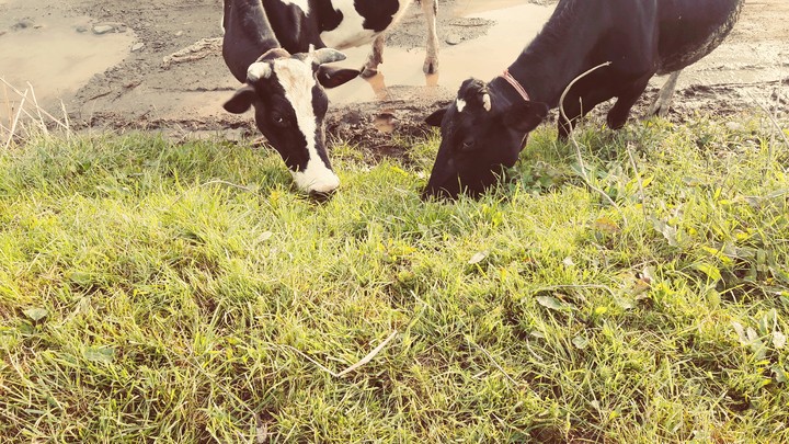 cow