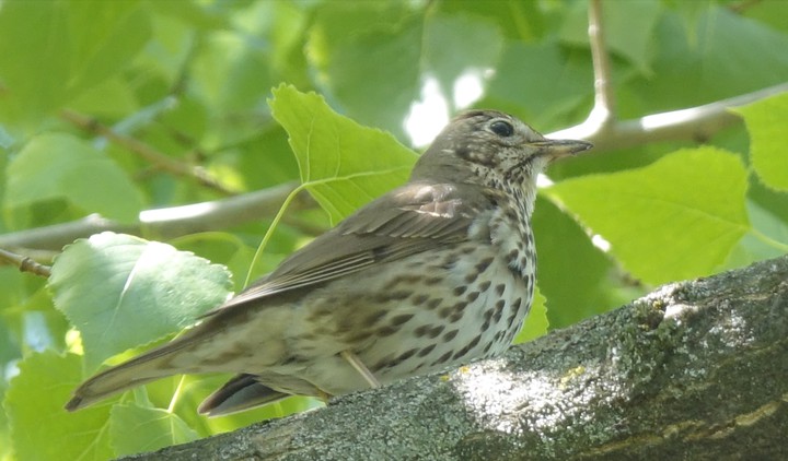 Bird