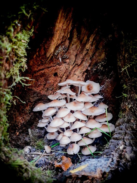 грибы mushrooms
