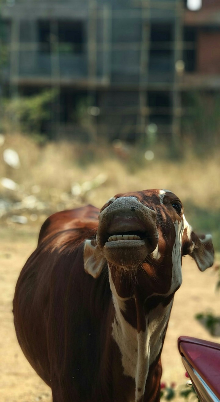 say cheese
