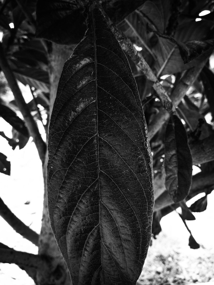 GREEN LEAF