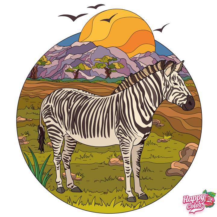 Zebra
