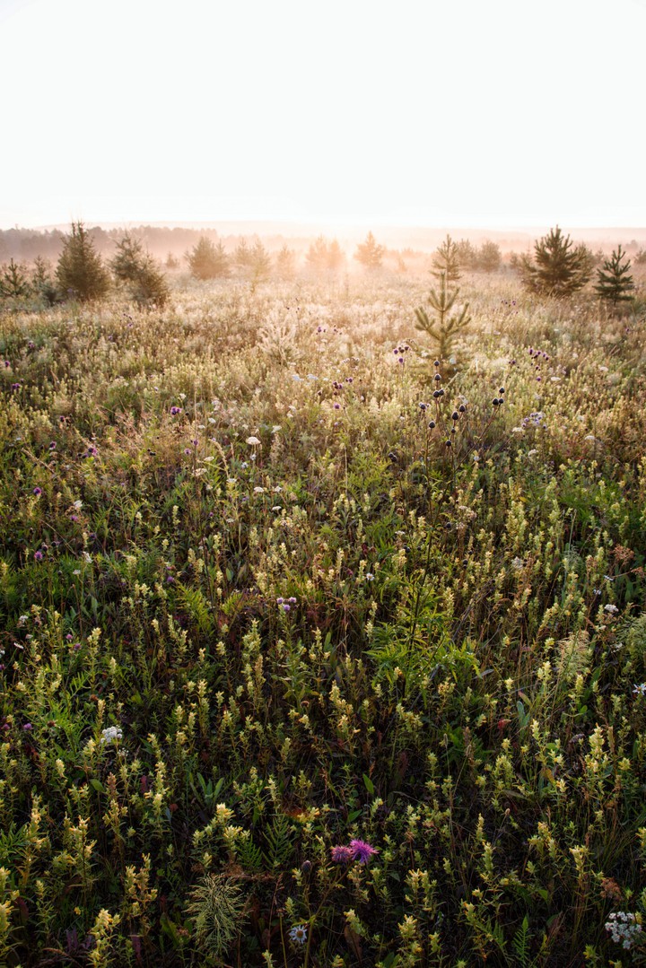 Siberian field