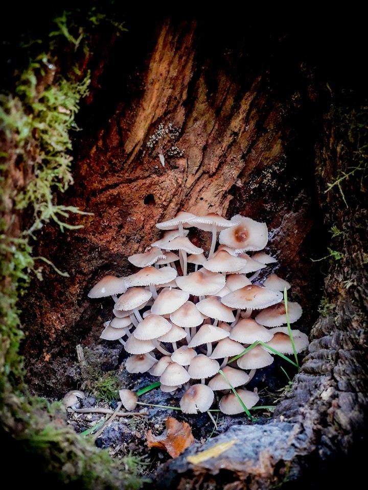 грибы mushrooms