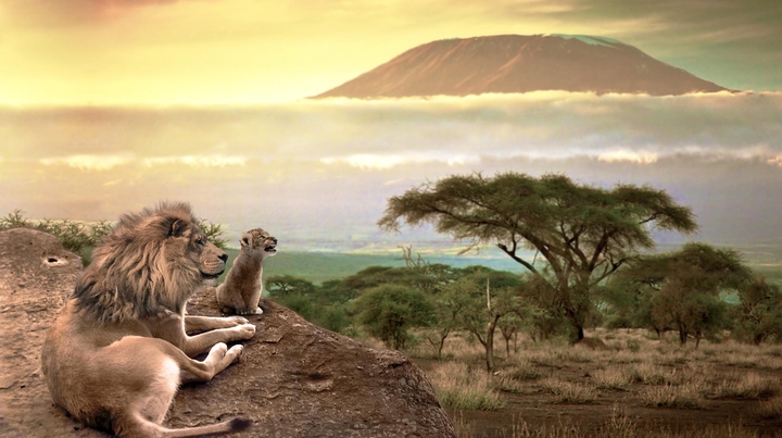 Kilimanjaro & Lion