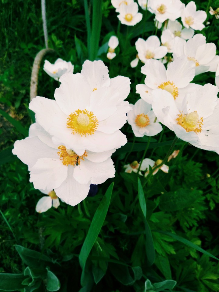 #flower #flowers #spring #summer #nature ?