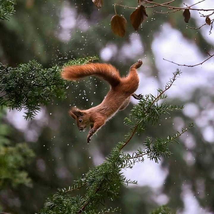 flying