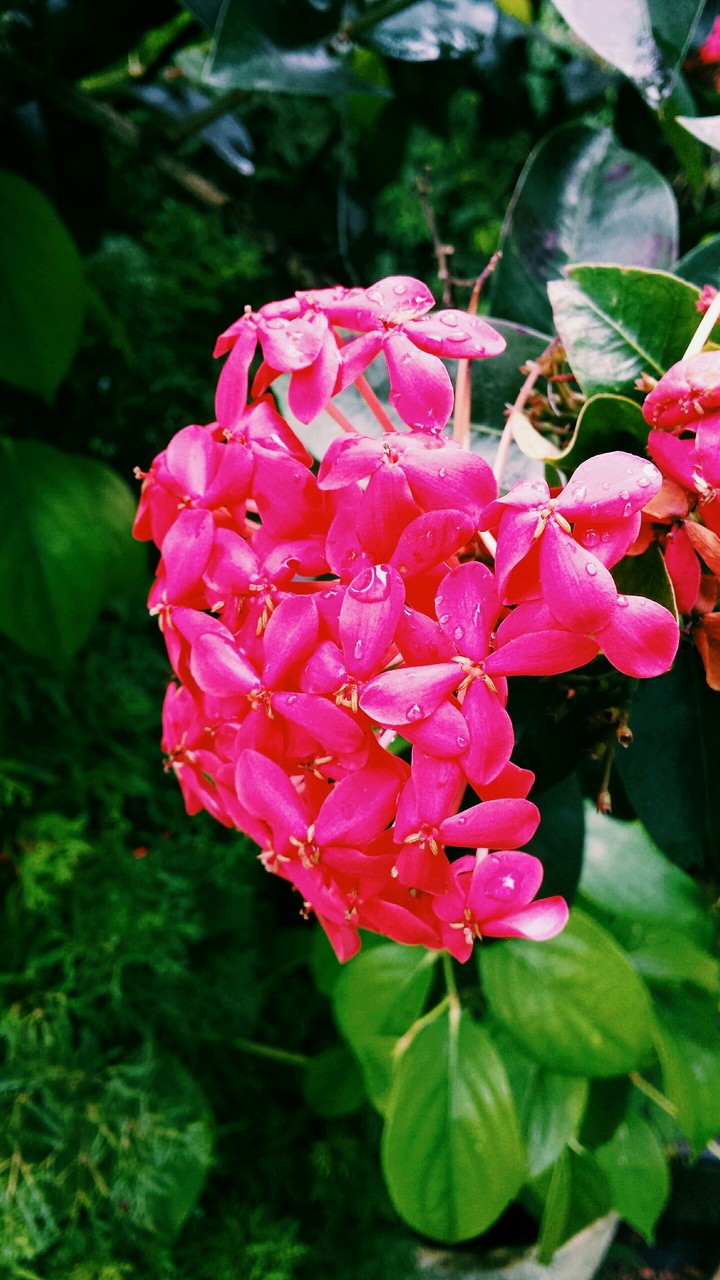 Mas Rosa