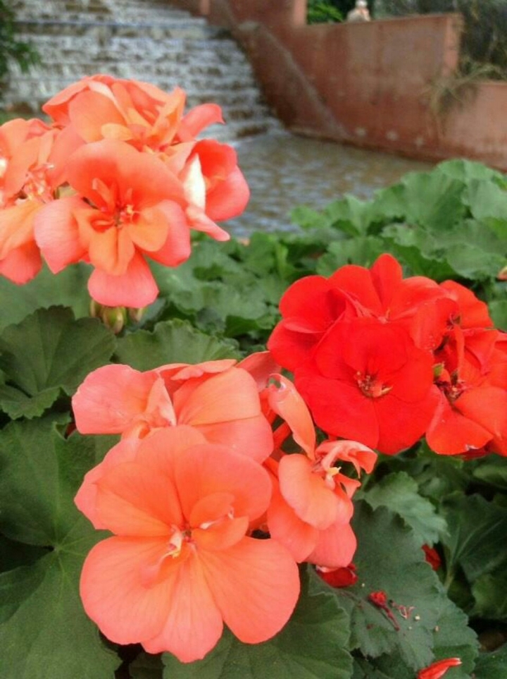 red flowers