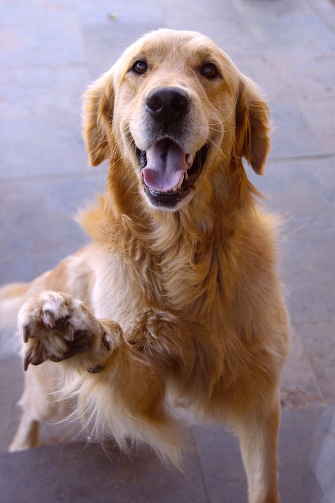 Retriever