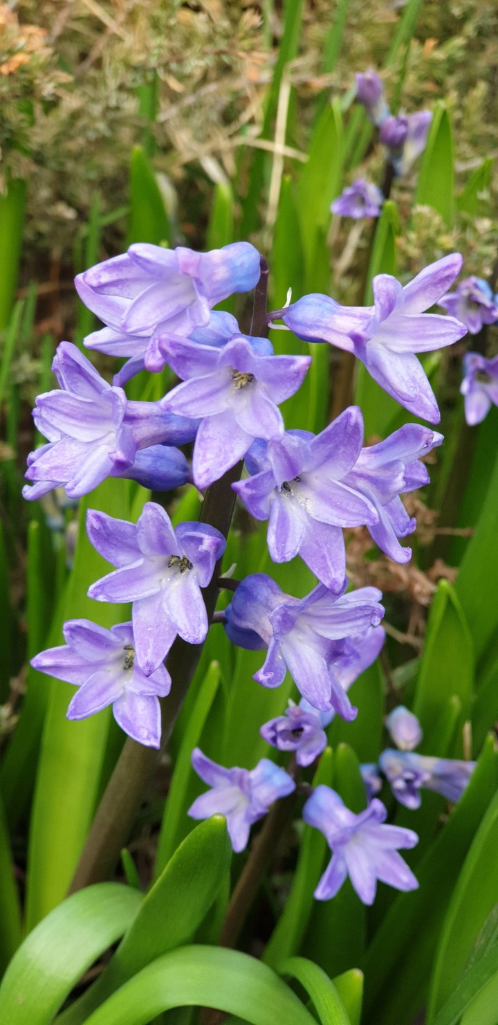 hyacinths