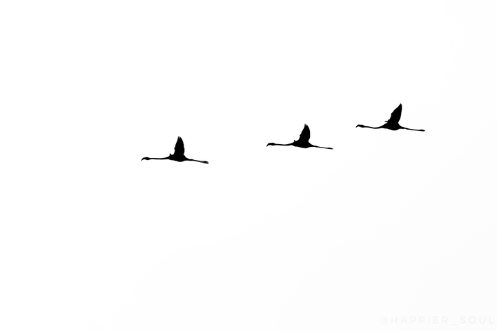 flamingo silhouettes