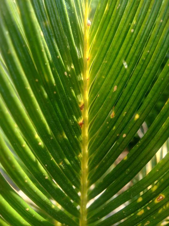 Leaf