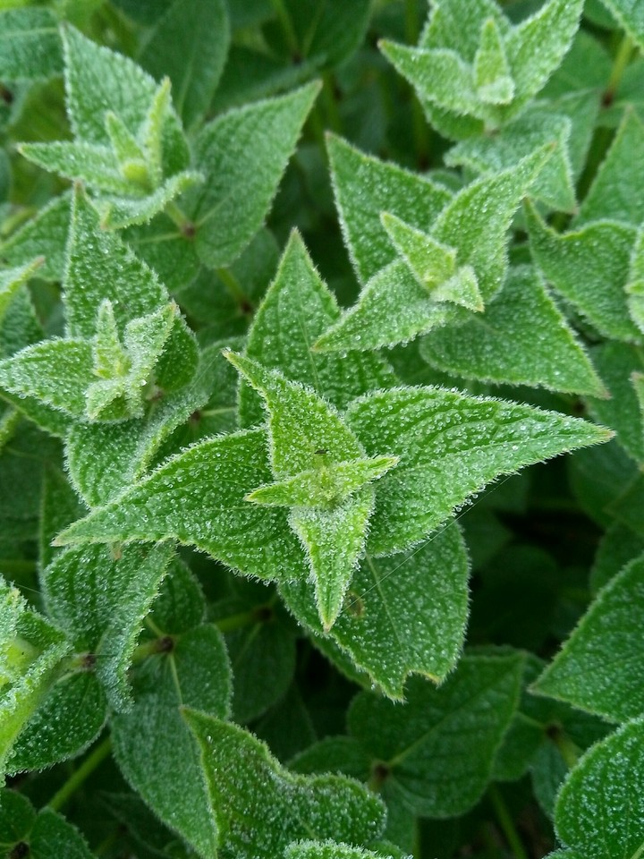 leafs