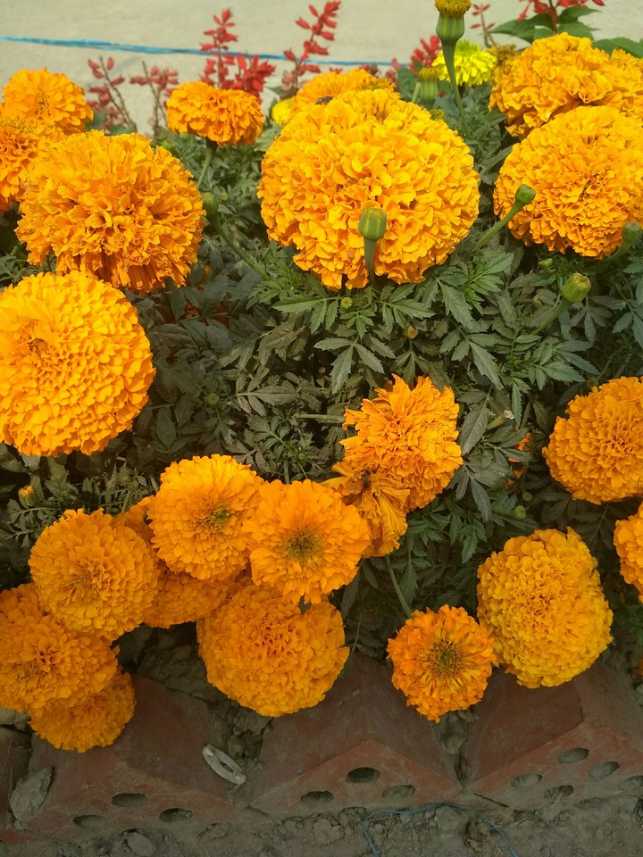 Marigold flower