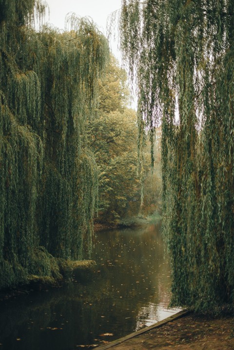 тапети wetland, willow