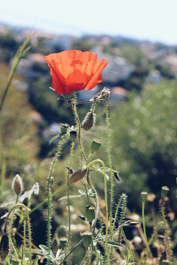 flower