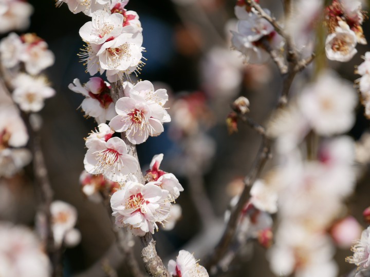 plumblossom