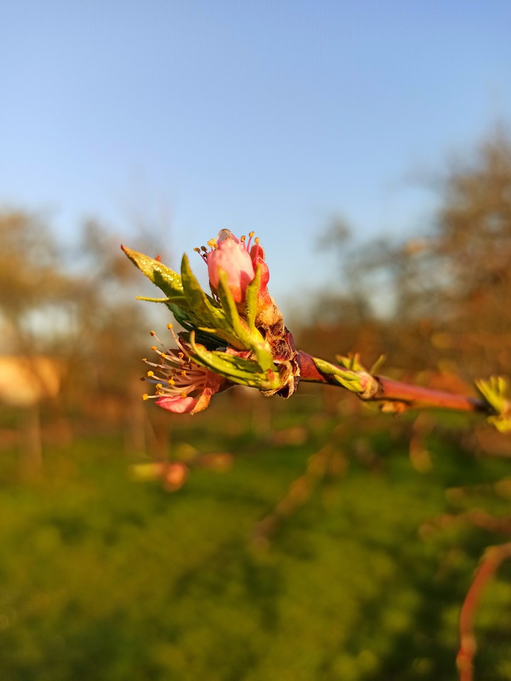 spring