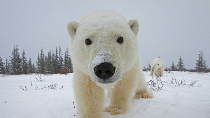 Polar bear