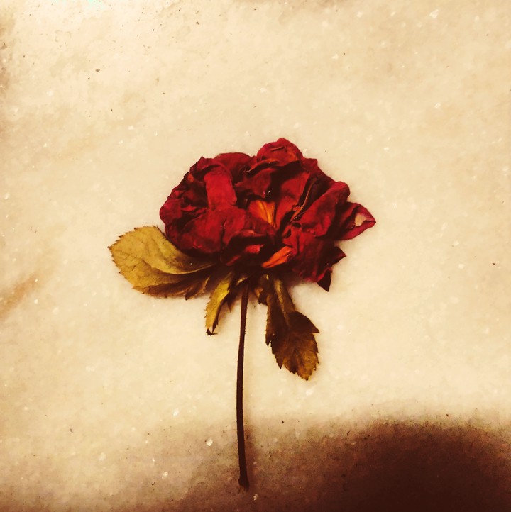 Dead Rose