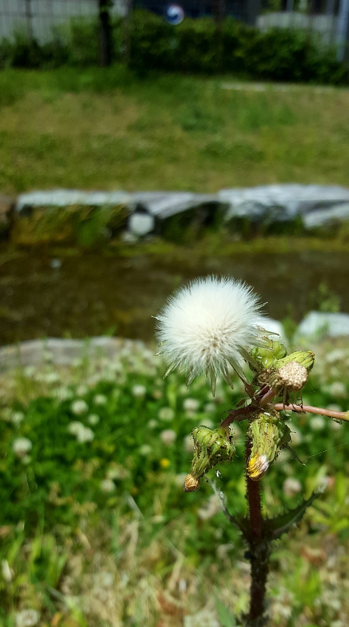 spring