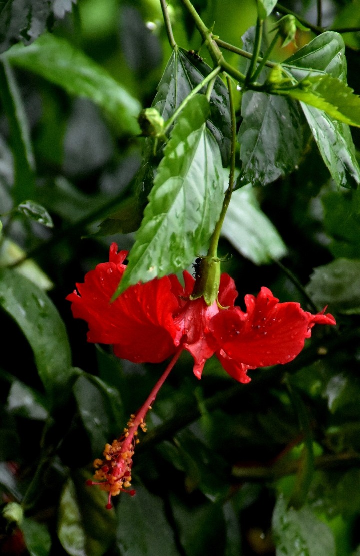 flower