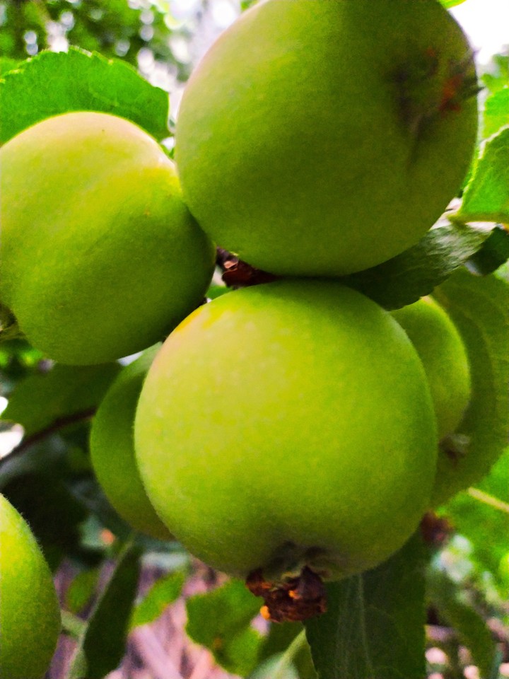 apple