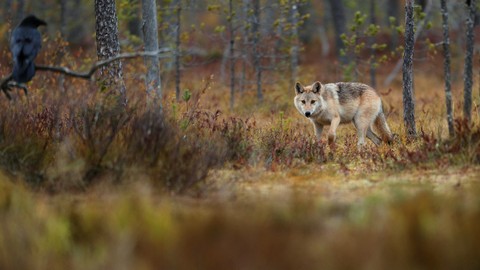 tapety snout, carnivores