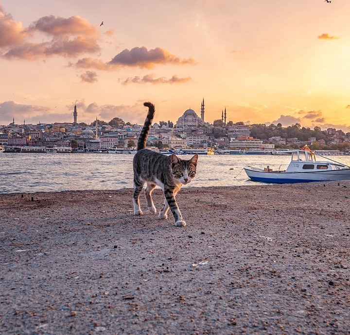 sokak hayvanları