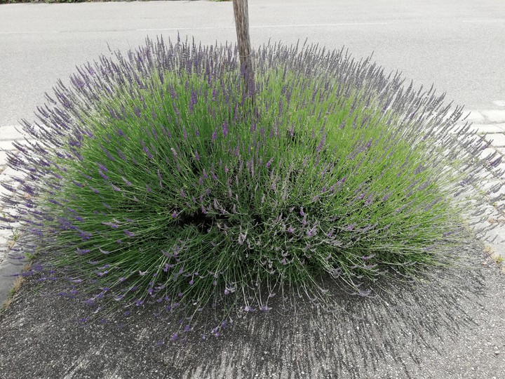 la lavanda