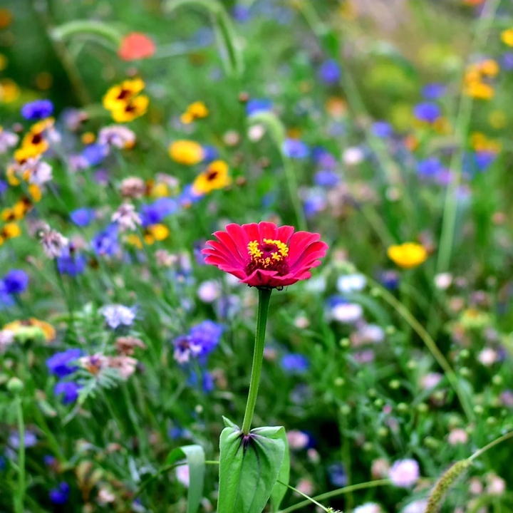 Blumenwiese