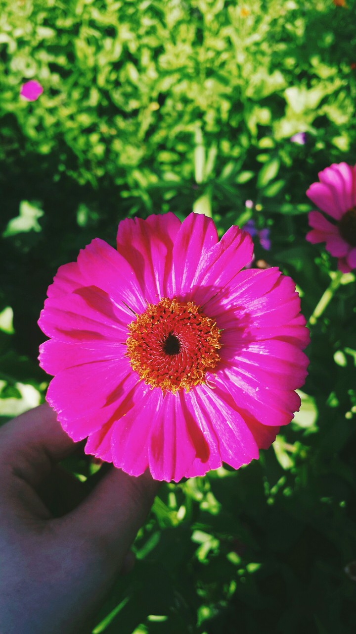 flower