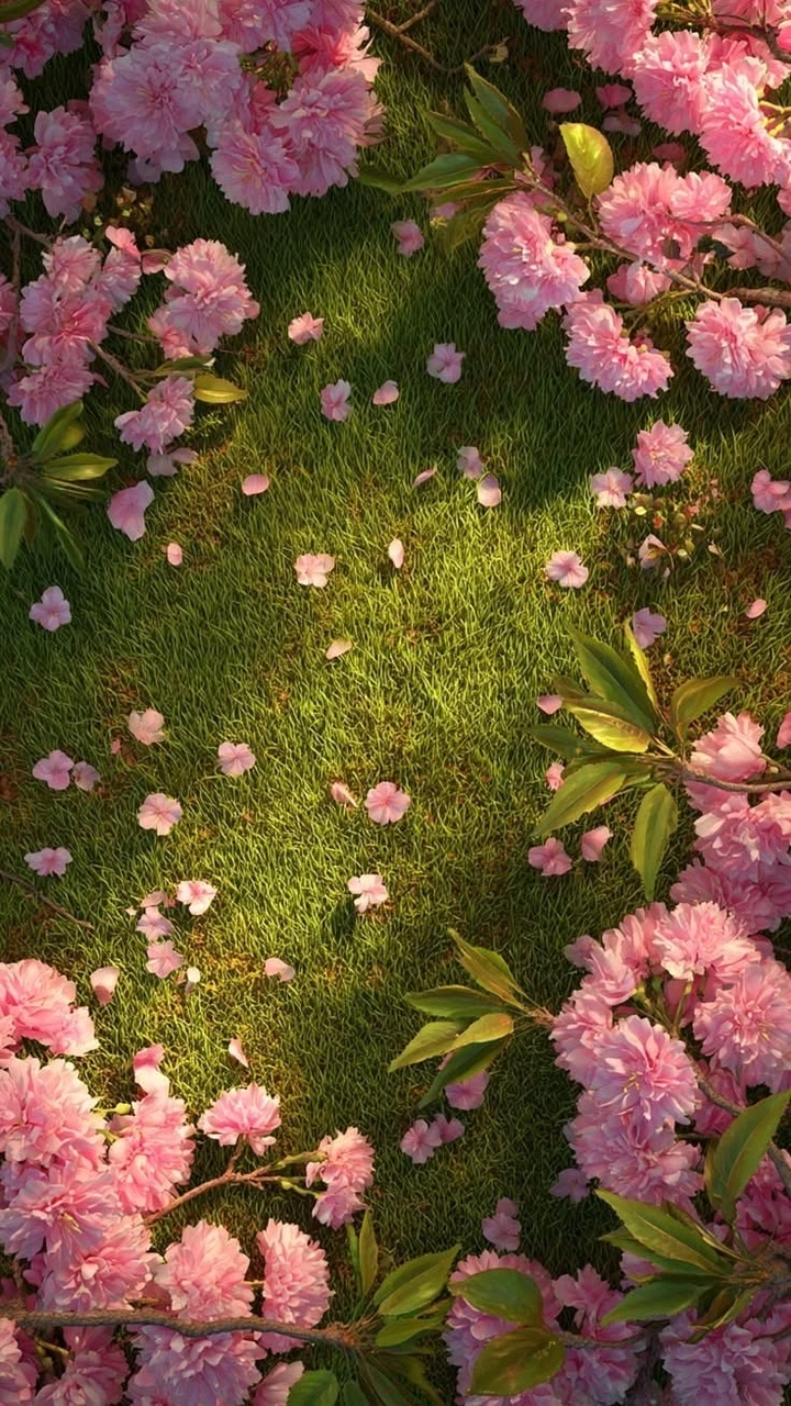 tapety flower, spring