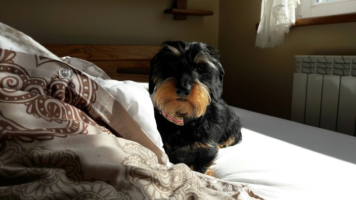 Dog
