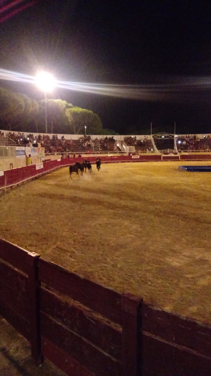 Toro