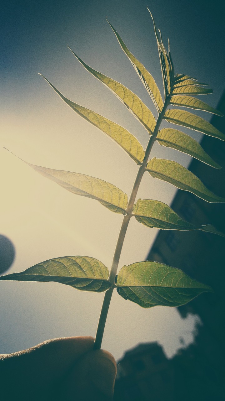 AA