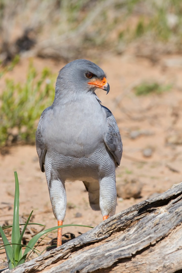 Vogel