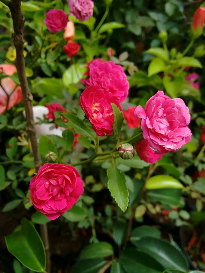 rose