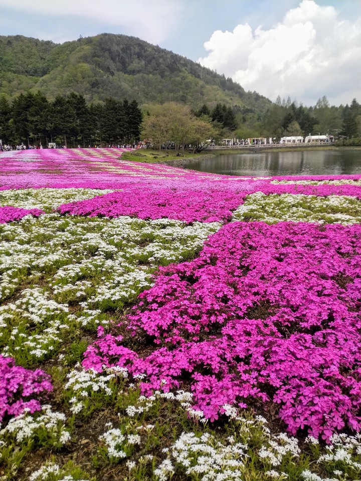 Phlox subulata